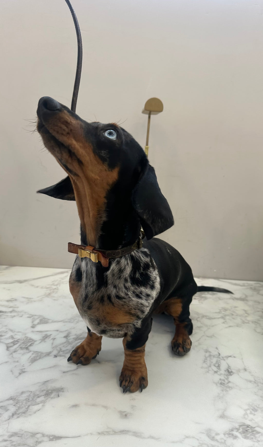 Louis Vuitton Collare+Guinzaglio