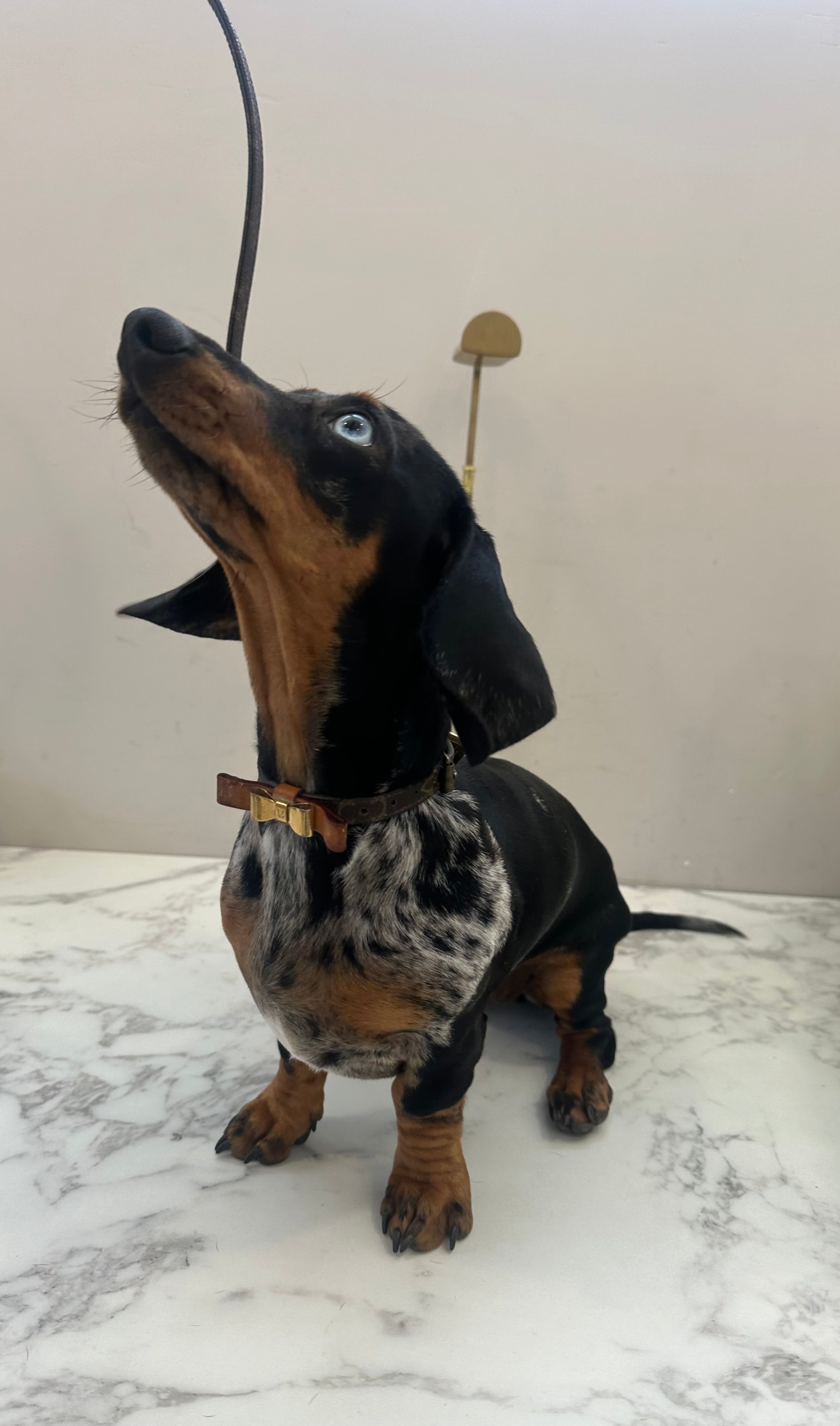 Louis Vuitton Collare+Guinzaglio