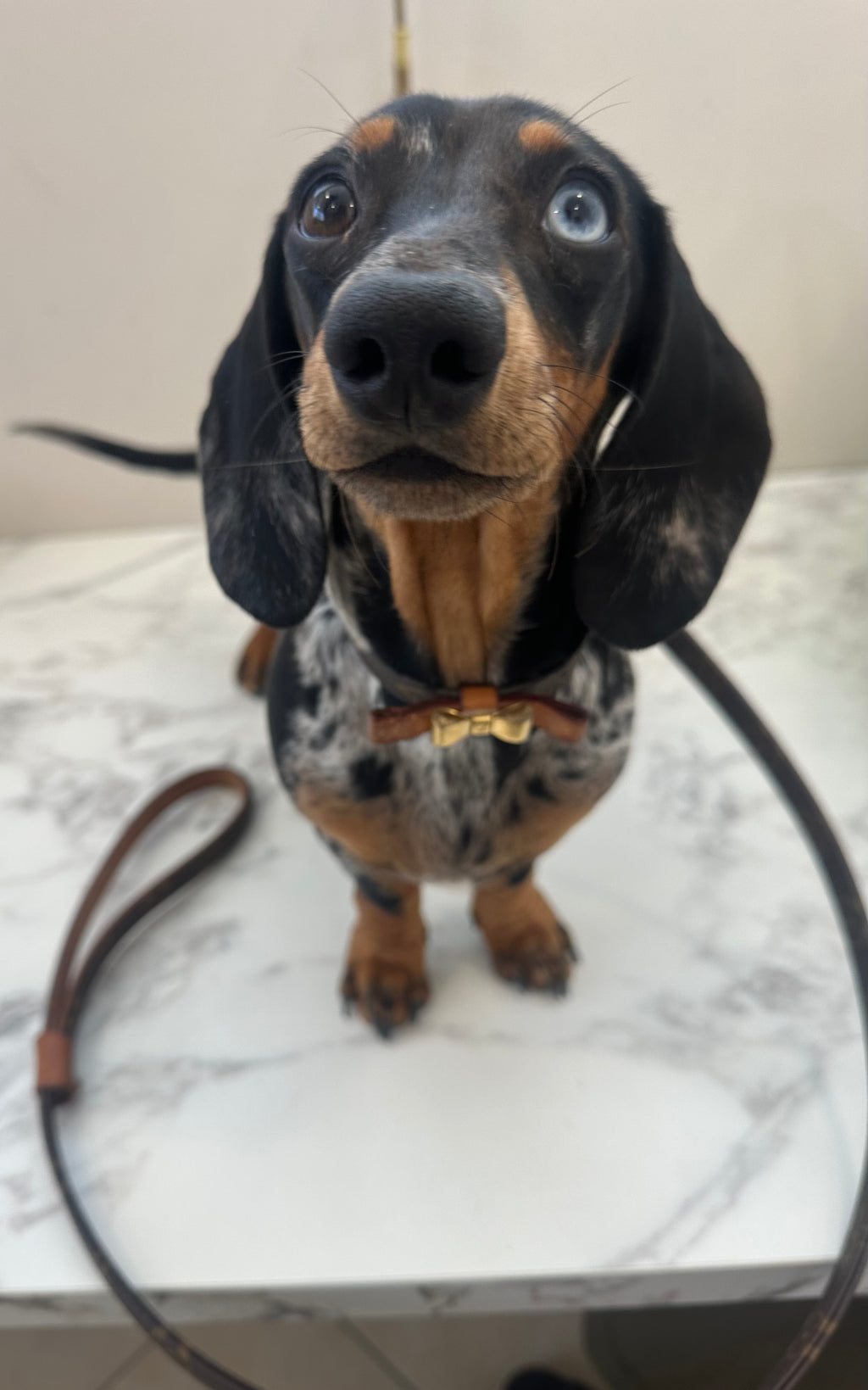 Louis Vuitton Collare+Guinzaglio